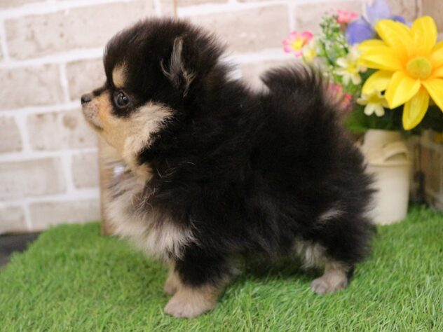 兵庫県のポメラニアン (ペット・プラザ アミーゴ神戸西店/2025年12月6日生まれ/男の子/ブラックタン)の子犬の4枚目の画像