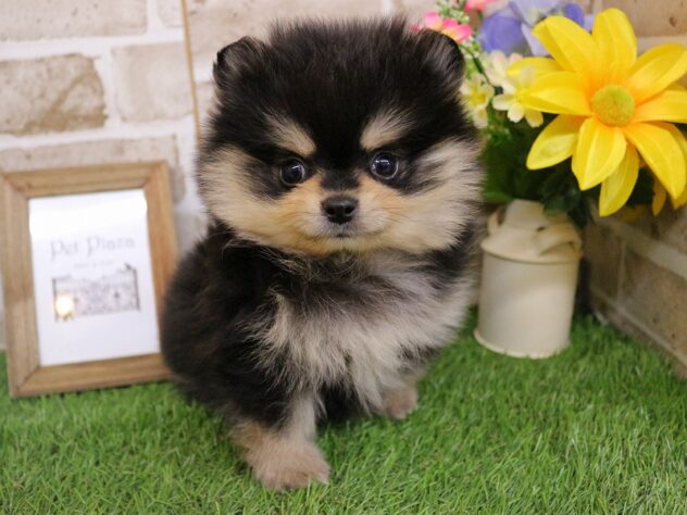 兵庫県のポメラニアン (ペット・プラザ アミーゴ神戸西店/2025年12月6日生まれ/男の子/ブラックタン)の子犬の1枚目の画像