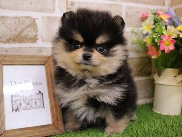 兵庫県のポメラニアン (ペット・プラザ アミーゴ神戸西店/2025年12月6日生まれ/男の子/ブラックタン)の子犬の2枚目の画像