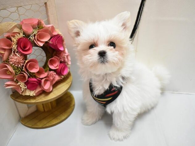 大阪府のポメマル/マルポメ(ポメラニアン×マルチーズ) (ペット・プラザ アミーゴ豊中服部店/2025年12月15日生まれ/男の子/ホワイトクリーム)の子犬の2枚目の画像