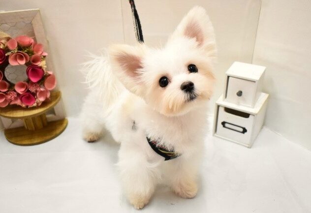 大阪府のポメマル/マルポメ(ポメラニアン×マルチーズ) (ペット・プラザ アミーゴ豊中服部店/2025年12月15日生まれ/男の子/ホワイトクリーム)の子犬の3枚目の画像