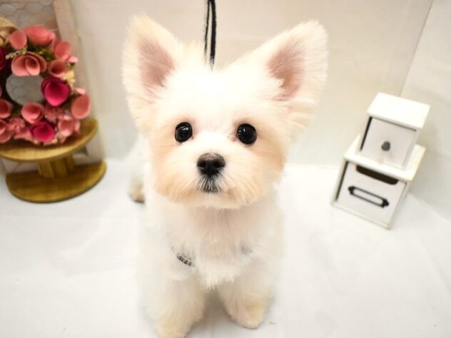 大阪府のポメマル/マルポメ(ポメラニアン×マルチーズ) (ペット・プラザ アミーゴ豊中服部店/2025年12月15日生まれ/男の子/ホワイトクリーム)の子犬の2枚目の画像