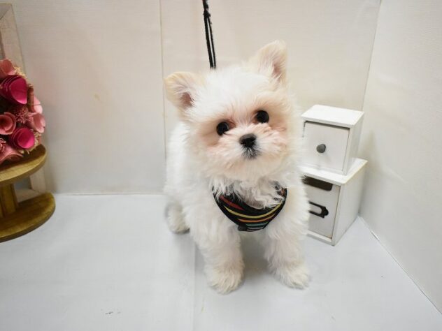 大阪府のポメマル/マルポメ(ポメラニアン×マルチーズ) (ペット・プラザ アミーゴ豊中服部店/2025年12月15日生まれ/男の子/ホワイトクリーム)の子犬の3枚目の画像