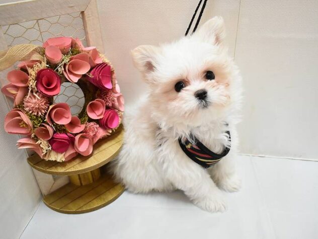 大阪府のポメマル/マルポメ(ポメラニアン×マルチーズ) (ペット・プラザ アミーゴ豊中服部店/2025年12月15日生まれ/男の子/ホワイトクリーム)の子犬の4枚目の画像