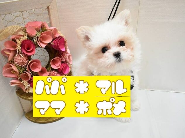 大阪府のポメマル/マルポメ(ポメラニアン×マルチーズ) (ペット・プラザ アミーゴ豊中服部店/2025年12月15日生まれ/男の子/ホワイトクリーム)の子犬