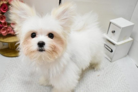 大阪府のポメマル/マルポメ(ポメラニアン×マルチーズ) (ペット・プラザ アミーゴ豊中服部店/2025年12月15日生まれ/男の子/ホワイトクリーム)の子犬の2枚目の画像