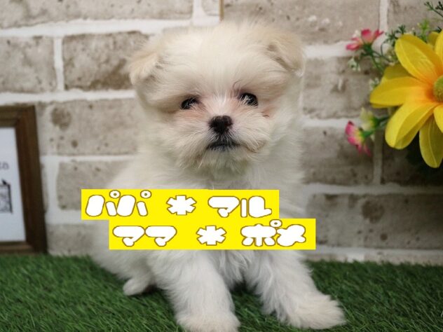 兵庫県のポメマル/マルポメ(ポメラニアン×マルチーズ) (ペット・プラザ アミーゴ神戸西店/2025年12月15日生まれ/女の子/ホワイトクリーム)の子犬