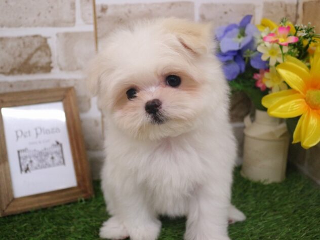 兵庫県のポメマル/マルポメ(ポメラニアン×マルチーズ) (ペット・プラザ アミーゴ神戸西店/2025年12月15日生まれ/女の子/ホワイトクリーム)の子犬の4枚目の画像