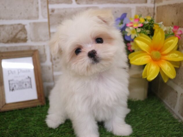 兵庫県のポメマル/マルポメ(ポメラニアン×マルチーズ) (ペット・プラザ アミーゴ神戸西店/2025年12月15日生まれ/女の子/ホワイトクリーム)の子犬の3枚目の画像