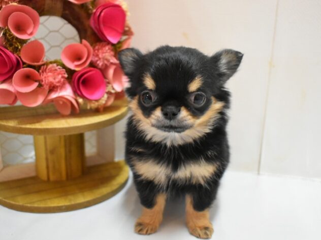 大阪府のチワワ(ロング) (ペット・プラザ アミーゴ豊中服部店/2026年12月9日生まれ/女の子/ブラッククリーム)の子犬の1枚目の画像
