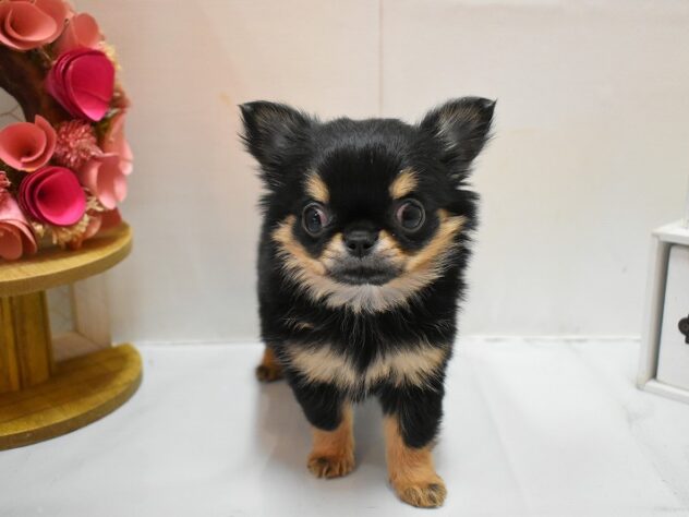 大阪府のチワワ(ロング) (ペット・プラザ アミーゴ豊中服部店/2026年12月9日生まれ/女の子/ブラッククリーム)の子犬の2枚目の画像