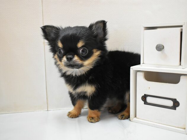 大阪府のチワワ(ロング) (ペット・プラザ アミーゴ豊中服部店/2026年12月9日生まれ/女の子/ブラッククリーム)の子犬の3枚目の画像