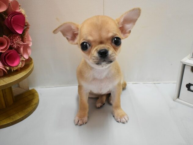 大阪府のチワワ(ロング) (ペット・プラザ アミーゴ豊中服部店/2025年12月7日生まれ/女の子/フォーン)の子犬の1枚目の画像