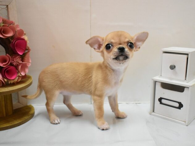 大阪府のチワワ(ロング) (ペット・プラザ アミーゴ豊中服部店/2025年12月7日生まれ/女の子/フォーン)の子犬の2枚目の画像