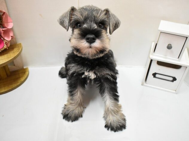 大阪府のミニチュアシュナウザー (ペット・プラザ アミーゴ豊中服部店/2025年12月14日生まれ/男の子/ソルトペッパー)の子犬の1枚目の画像