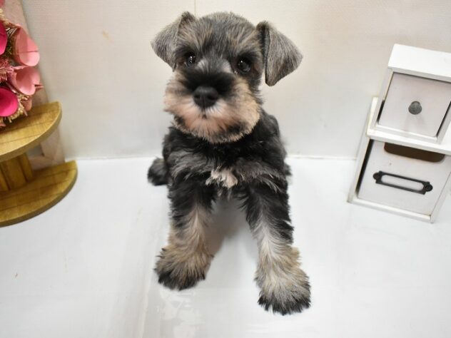 大阪府のミニチュアシュナウザー (ペット・プラザ アミーゴ豊中服部店/2025年12月14日生まれ/男の子/ソルトペッパー)の子犬の2枚目の画像