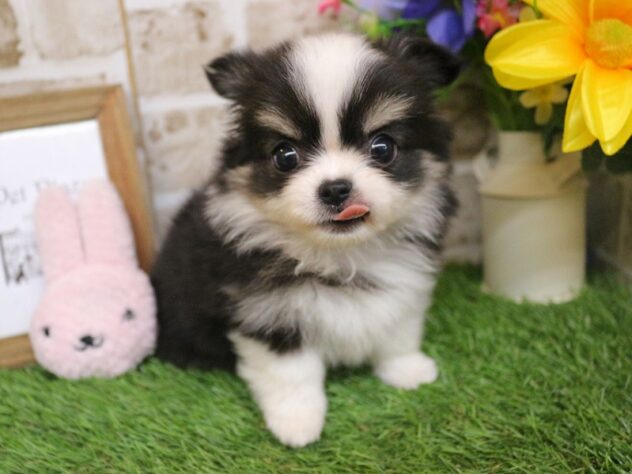 兵庫県のチワワ(ロング) (ペット・プラザ アミーゴ神戸西店/2025年12月18日生まれ/女の子/ブラックタンホワイト)の子犬の3枚目の画像