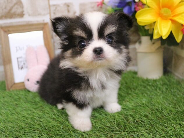 兵庫県のチワワ(ロング) (ペット・プラザ アミーゴ神戸西店/2025年12月18日生まれ/女の子/ブラックタンホワイト)の子犬の2枚目の画像