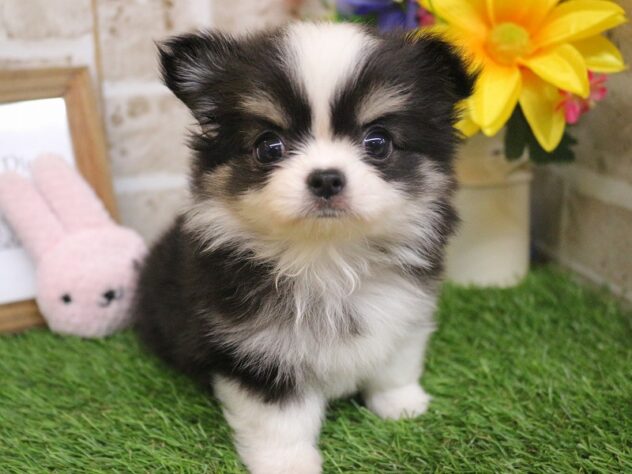 兵庫県のチワワ(ロング) (ペット・プラザ アミーゴ神戸西店/2025年12月18日生まれ/女の子/ブラックタンホワイト)の子犬の1枚目の画像