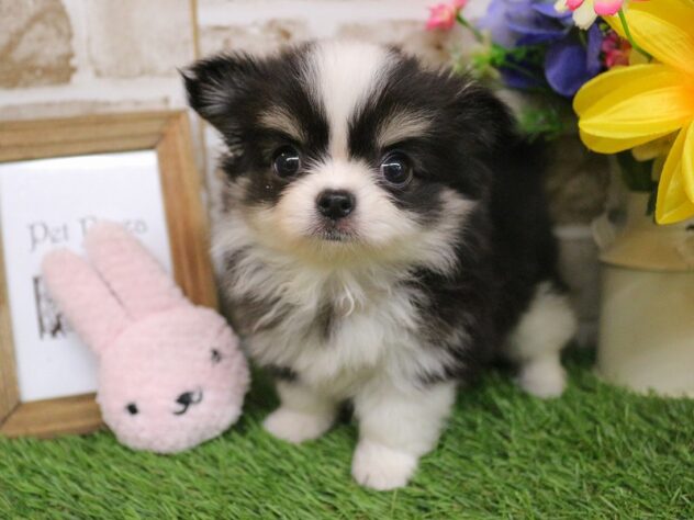 兵庫県のチワワ(ロング) (ペット・プラザ アミーゴ神戸西店/2025年12月18日生まれ/女の子/ブラックタンホワイト)の子犬の4枚目の画像