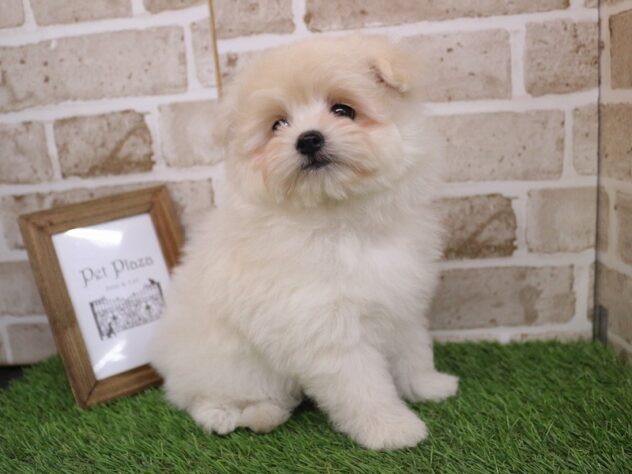 兵庫県のポメプー(ポメラニアン×プードル) (ペット・プラザ アミーゴ神戸西店/2025年12月26日生まれ/女の子/クリーム)の子犬の2枚目の画像