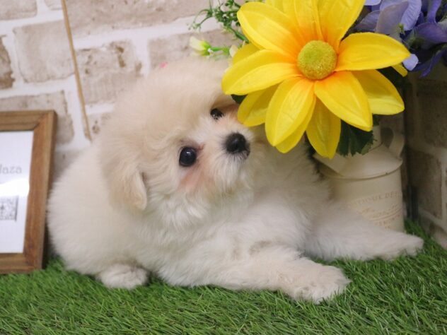 兵庫県のポメプー(ポメラニアン×プードル) (ペット・プラザ アミーゴ神戸西店/2025年12月26日生まれ/女の子/クリーム)の子犬の3枚目の画像