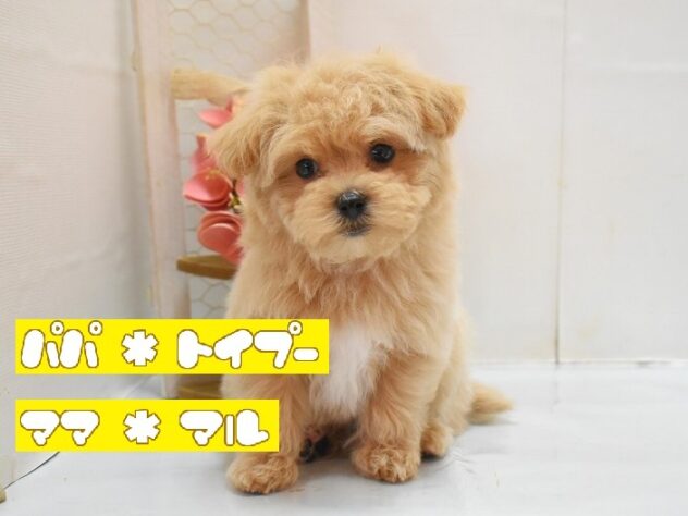 大阪府のマルプー(マルチーズ×プードル) (ペット・プラザ アミーゴ豊中服部店/2025年12月15日生まれ/女の子/クリーム)の子犬の1枚目の画像
