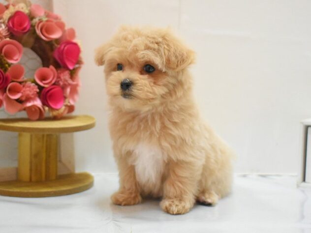 大阪府のマルプー(マルチーズ×プードル) (ペット・プラザ アミーゴ豊中服部店/2025年12月15日生まれ/女の子/クリーム)の子犬の2枚目の画像