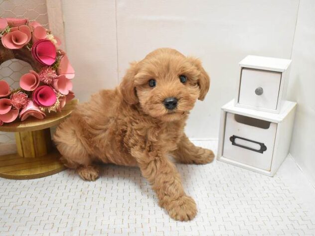 大阪府のシュナプー(シュナウザー×プードル) (ペット・プラザ アミーゴ豊中服部店/2025年12月23日生まれ/男の子/レッド)の子犬の2枚目の画像