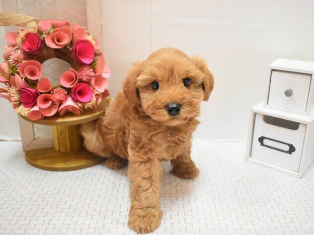 大阪府のシュナプー(シュナウザー×プードル) (ペット・プラザ アミーゴ豊中服部店/2025年12月23日生まれ/男の子/レッド)の子犬の3枚目の画像