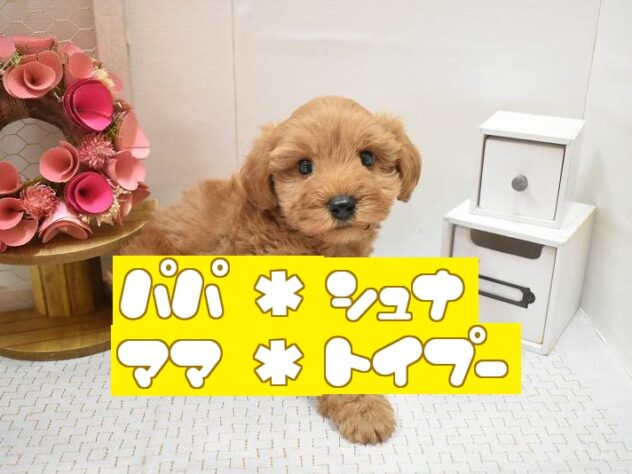 大阪府のシュナプー(シュナウザー×プードル) (ペット・プラザ アミーゴ豊中服部店/2025年12月23日生まれ/男の子/レッド)の子犬の1枚目の画像