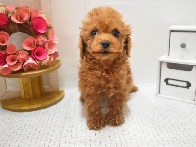 大阪府のトイプードル(トイ) (ペット・プラザ アミーゴ豊中服部店/2025年12月24日生まれ/男の子/レッドフォーン)の子犬の1枚目の画像