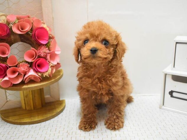 大阪府のトイプードル(トイ) (ペット・プラザ アミーゴ豊中服部店/2025年12月24日生まれ/男の子/レッドフォーン)の子犬の2枚目の画像