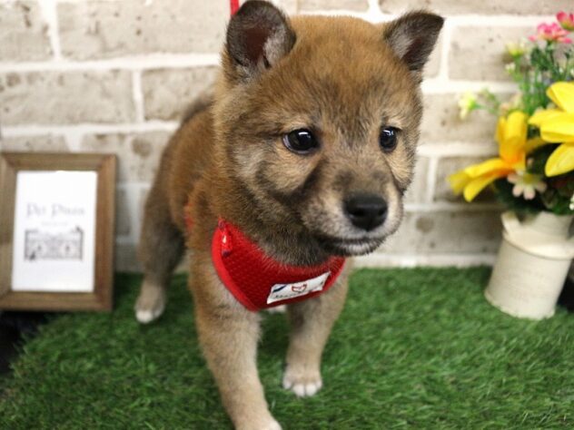兵庫県の柴犬(標準サイズ) (ペット・プラザ アミーゴ神戸西店/2025年12月24日生まれ/男の子/赤)の子犬の3枚目の画像