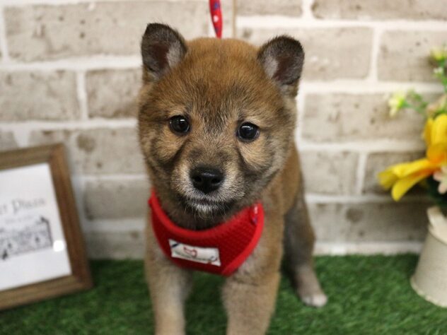 兵庫県の柴犬(標準サイズ) (ペット・プラザ アミーゴ神戸西店/2025年12月24日生まれ/男の子/赤)の子犬の1枚目の画像