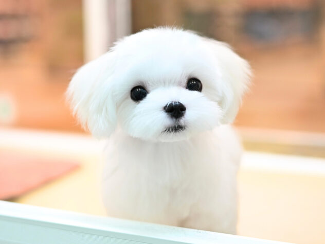 岡山県のマルチーズ (アミーゴ大安寺店/2025年10月14日生まれ/男の子/ホワイト)の子犬の2枚目の画像