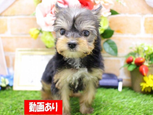 兵庫県のヨークシャーテリア (ペット・プラザ アミーゴ三田店/2025年12月21日生まれ/女の子/スチールブルータン)の子犬の1枚目の画像