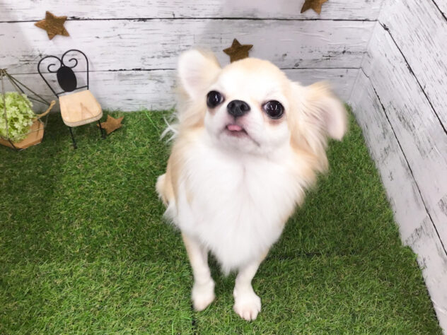 愛知県のチワワ(ロング) (アミーゴ知立店/2025年5月21日生まれ/女の子/ブルーフォーンホワイト)の子犬の3枚目の画像