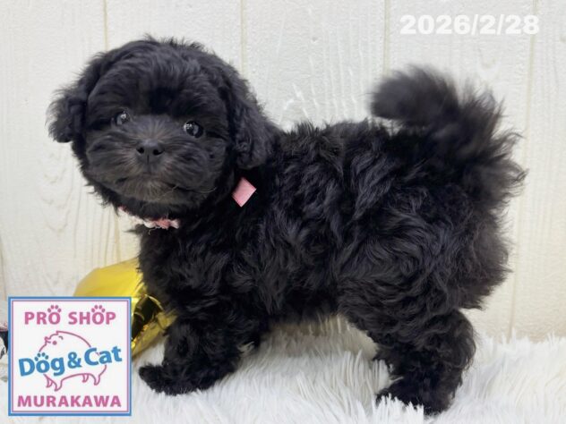 広島県のハーフ犬・ミックス犬 (アミーゴ大町店/2026年1月1日生まれ/女の子/グレー)の子犬の2枚目の画像