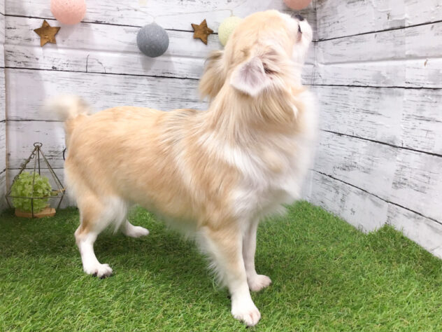 愛知県のチワワ(ロング) (アミーゴ知立店/2025年5月21日生まれ/女の子/ブルーフォーンホワイト)の子犬の2枚目の画像