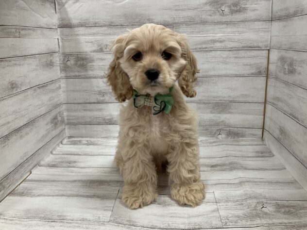 福島県のアメリカンコッカースパニエル (アミーゴ小名浜店/2025年11月15日生まれ/男の子/バフ)の子犬