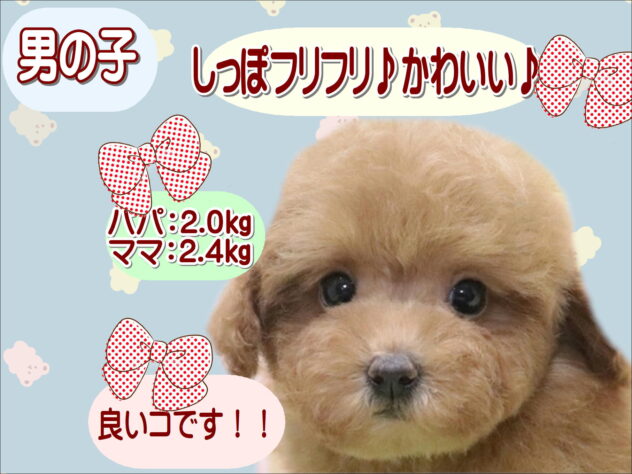 大阪府のトイプードル(トイ) (アミーゴ鳳店/2025年12月11日生まれ/男の子/レッドフォーン)の子犬の1枚目の画像