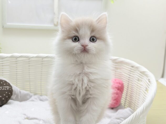 福島県のスコティッシュフォールド (アミーゴ会津若松店/2025年12月19日生まれ/男の子/クリームホワイト)の子猫の2枚目の画像