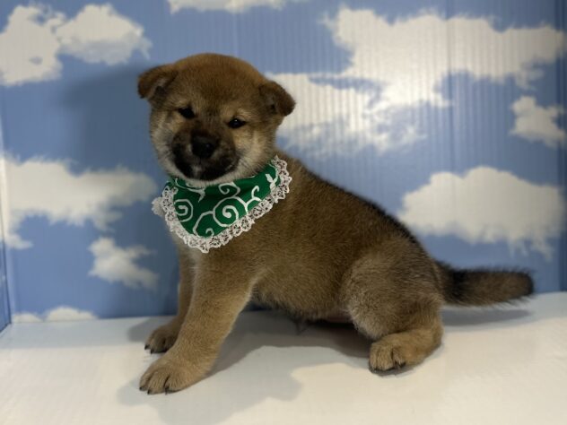 山形県の柴犬(標準サイズ) (アミーゴ山形南店/2025年12月23日生まれ/男の子/赤)の子犬の3枚目の画像