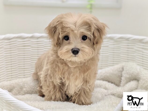 福島県のハーフ犬・ミックス犬 (アミーゴ会津若松店/2025年11月18日生まれ/男の子/アプリコット)の子犬