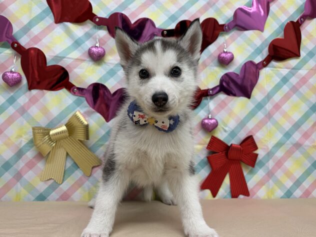 山形県のシベリアンハスキー (アミーゴ酒田店/2025年12月21日生まれ/男の子/シルバーホワイト)の子犬の2枚目の画像