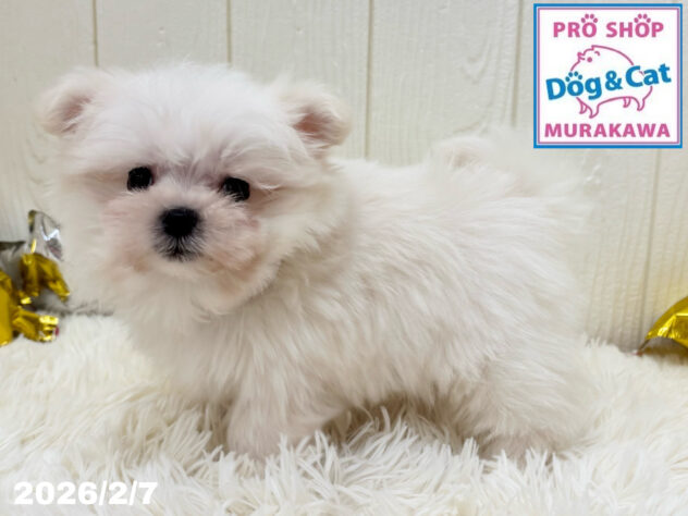 広島県のハーフ犬・ミックス犬 (アミーゴ大町店/2025年12月6日生まれ/男の子/クリーム)の子犬の2枚目の画像