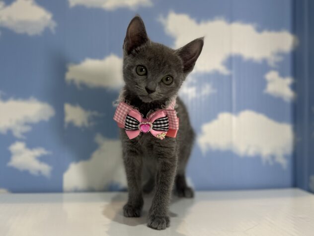 山形県のロシアンブルー (アミーゴ山形南店/2025年12月7日生まれ/女の子/ブルー)の子猫の1枚目の画像