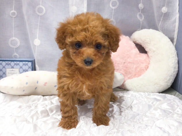 愛知県のトイプードル(トイ) (アミーゴ知立店/2025年12月21日生まれ/女の子/レッド)の子犬の1枚目の画像