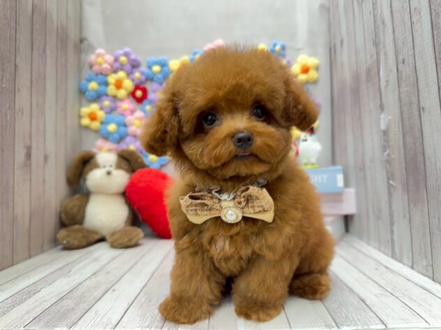 岡山県のトイプードル(トイ) (ワンキャラット アミーゴ高屋店/2025年11月13日生まれ/男の子/レッドフォーン)の子犬の3枚目の画像